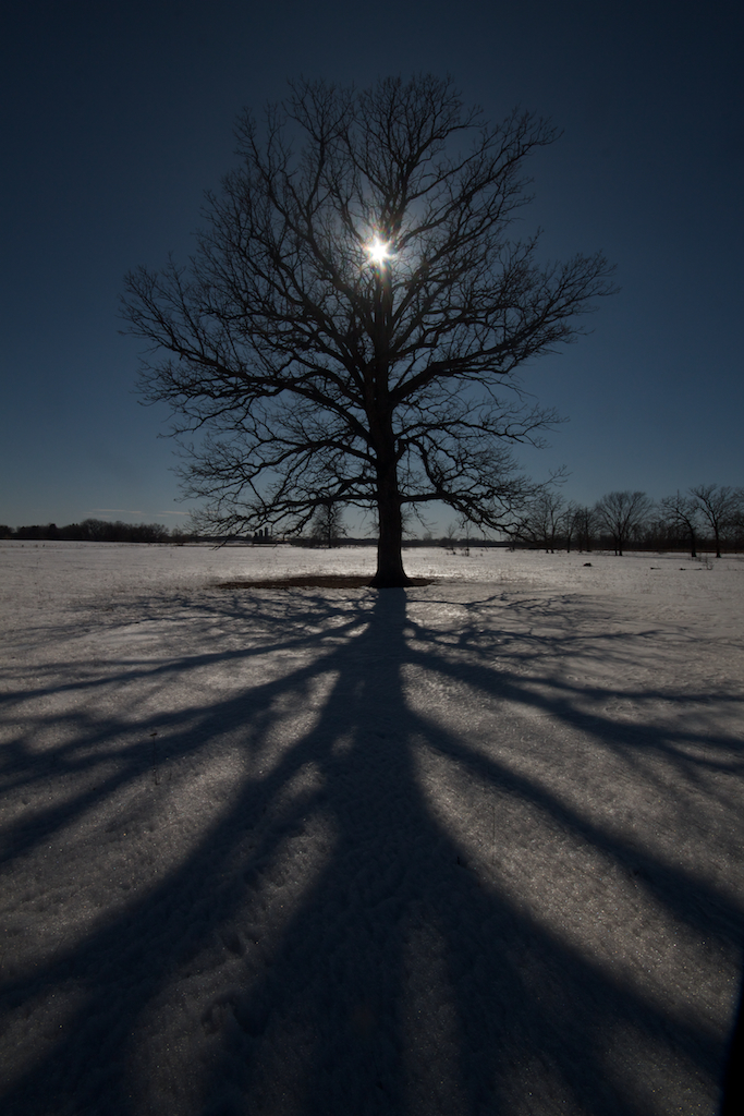 tree-sun-snow-and-shadow-mn-img_0018960.