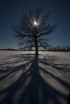 Tree sun snow and shadow MN IMG_0018960