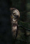 Great Gray Owl peek-a-boo McDavitt Rd Sax-Zim Bog MN IMG_0058141
