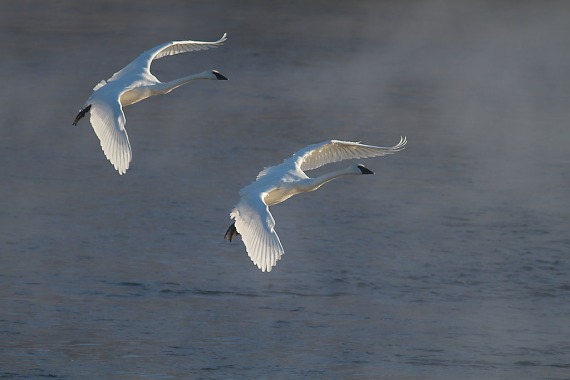 Trumpeter Swans 2 flying backlit Monticello MN IMG_0073469