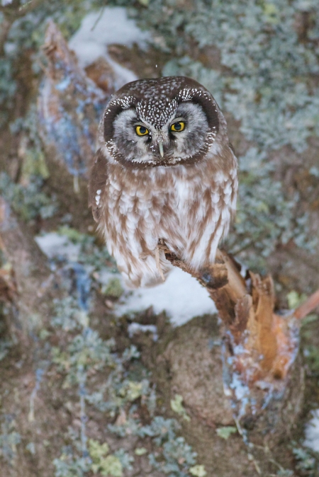 Boreal Owl preens nr Stoney Pt Scenic 61 St. Louis Co MN IMG_0074883
