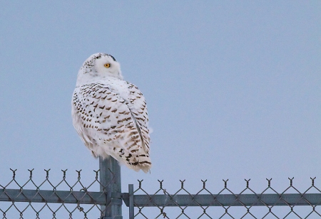 Snowy Owl Bong Airport Superior WI IMG_0074505 (1)