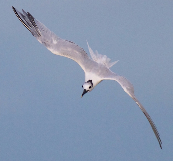 Sandwich Tern flying Fort Myers Beach FL IMG_3538