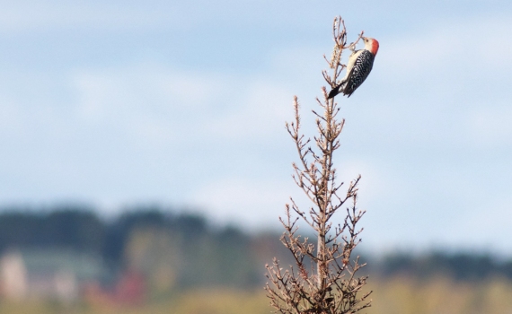 Red-bellied Woodpecker Hawk Ridge Duluth MN IMG_7669