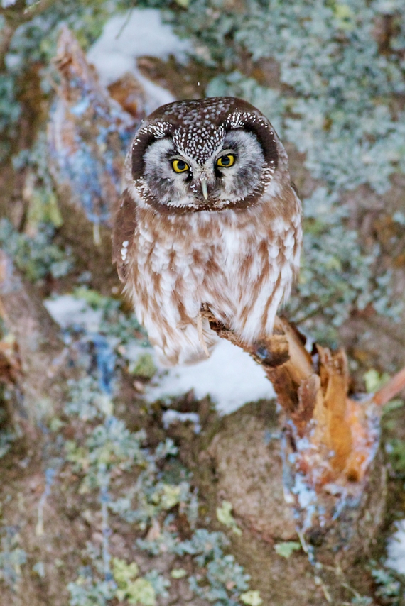 Boreal Owl preens nr Stoney Pt Scenic 61 St. Louis Co MN IMG_0074883