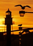 Herring Gulls lighthouse sunset Canal Park Duluth MN IMG_9938
