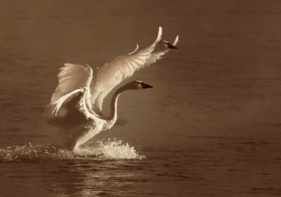 Trumpeter Swans 2 landing backlit sepia Monticello MN IMG_0073484