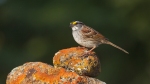 White-throated Sparrow Skogstjarna Carlton Co MN IMG_0324