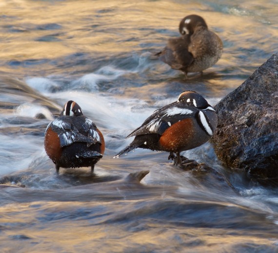 Harlequin Ducks LeHardy Rapids Yellowstone National Park WY IMG_7368