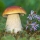 11 Tips for Fantastic Fungi Photos