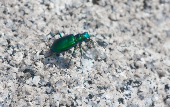 Laurentian Tiger Beetle Cicindela denikei Seagull River BWCAW Cook Co MN IMG_0010481