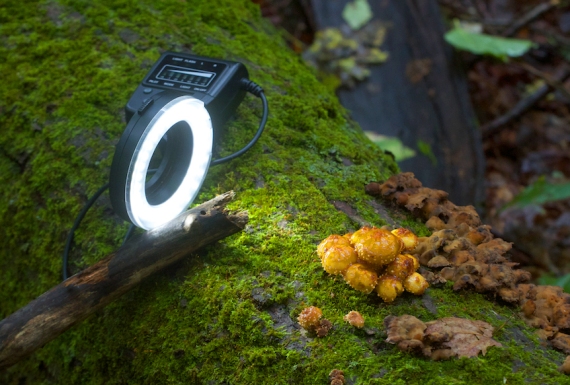 ring light LED Pholiota mushrooms Leimer Rd Jay Cooke State Park Carlton Co MN IMG_7940