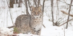 Bobcat Lynx rufus Carlton Co MN IMG_3339 1024px