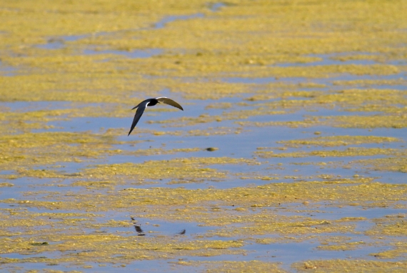 Black Tern Oak Hammock Marsh Manitoba IMG_0404