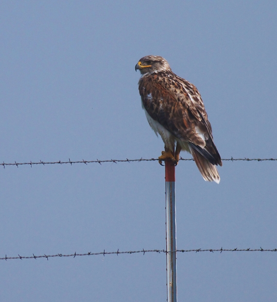Ferruginous Hawk on fence post Kidder Co ND IMG_1365