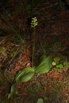 Platanthera orbiculata Large Round-leaved Orchid Brokenhead Bog Boardwalk Selkirk Manitoba IMG_0519