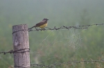 Western Kingbird foggy fence spider web Kidder Co ND IMG_1347