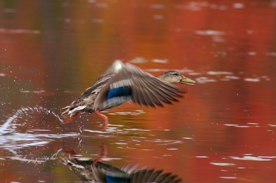 A drake Mallard takes off [September; Rock Pond, UMD, Duluth, Minnesota]