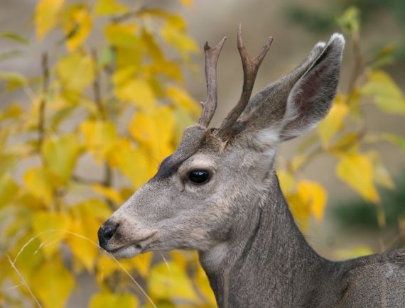 Mule Deer buck yellow leaves Yellowstone National Park WY 770_7053