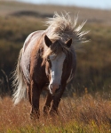 Wild Horses Teddy Roosevelt National Park ND IMG_5465