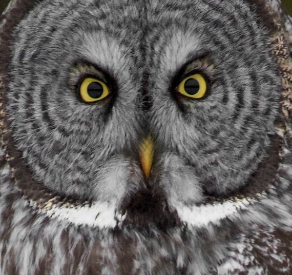 Great Gray Owl Admiral Road Sax-Zim Bog MN IMG_3912