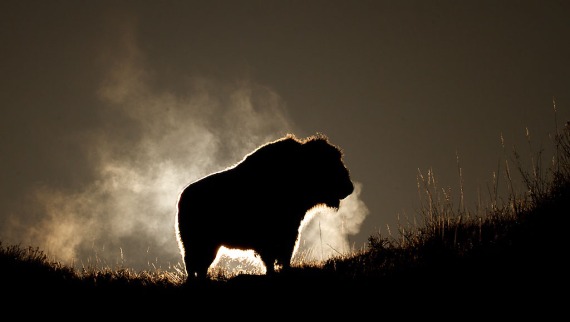 Bison Teddy Roosevelt National Park Medora ND IMG_6336 (1)