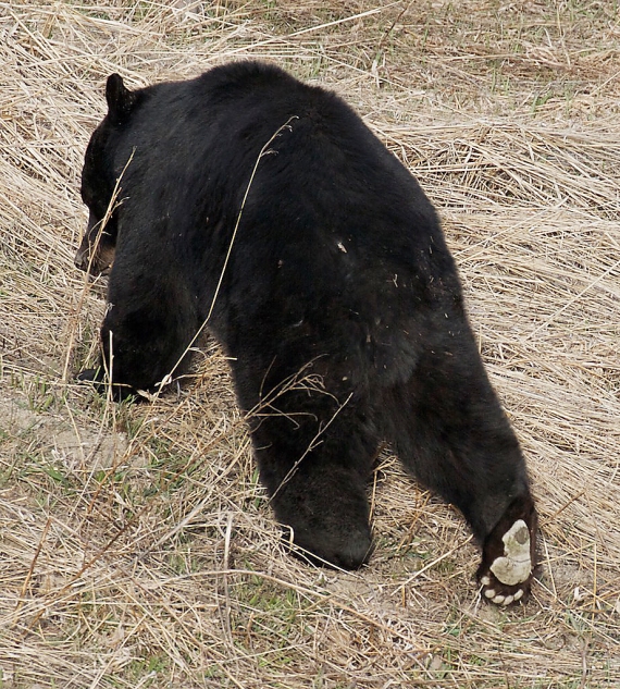 black-bear-yellowstone-national-park-wy-img_4898