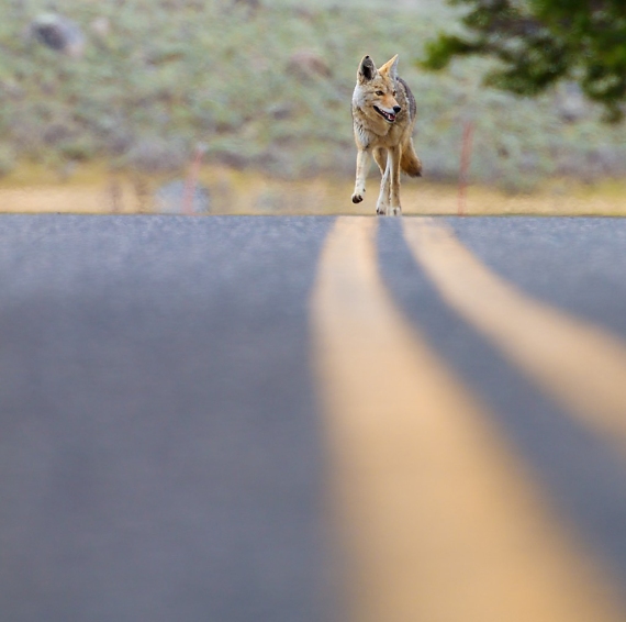 coyote-yellowstone-national-park-wy-img_5688