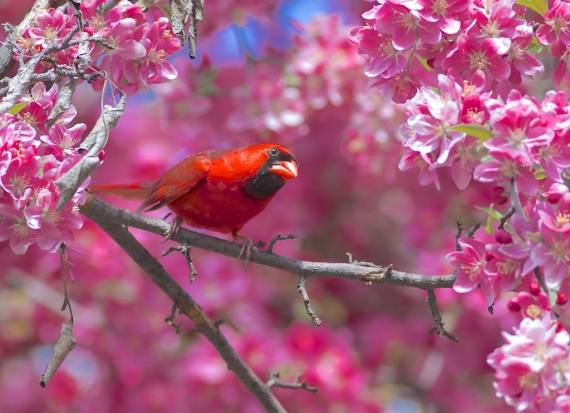 northern-cardinal-male-in-flowering-crabapple-mom-and-dads-house-new-hope-mn-img_6658