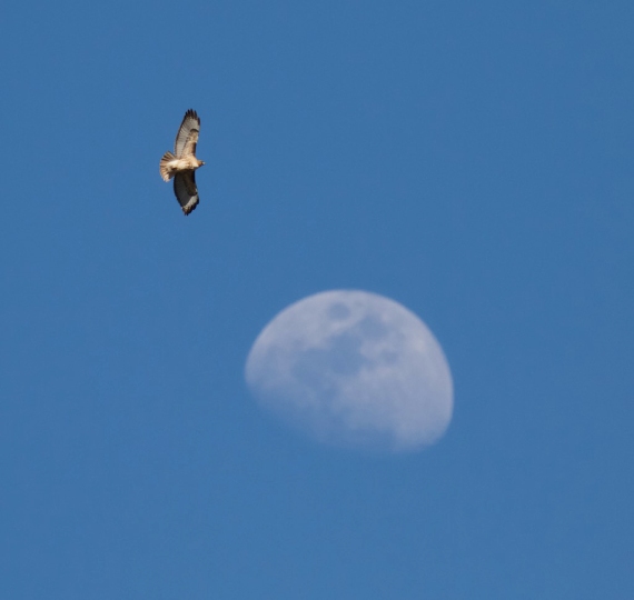 red-tailed-hawk-and-moon-yellowstone-national-park-wy-img_3979