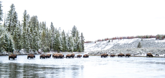 Bison herd crossing COLOR Madison River Yellowstone National Park WY -05214