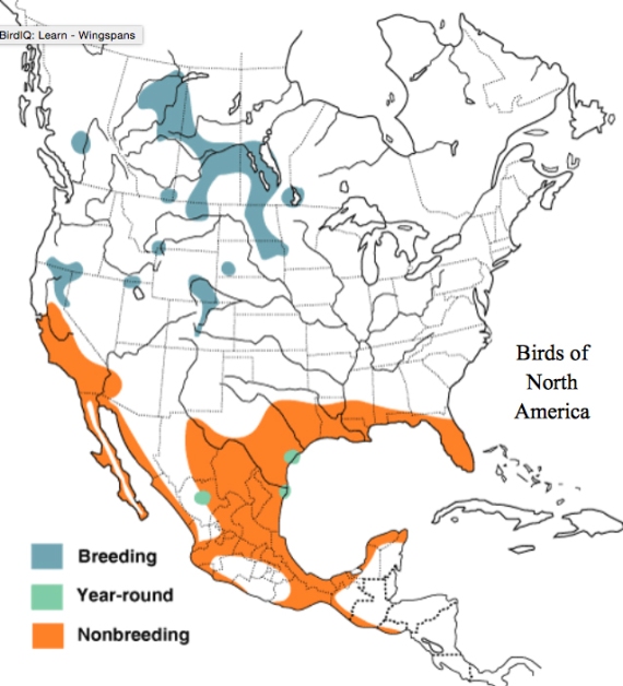 map American White Pelican North America Distribution Cornell