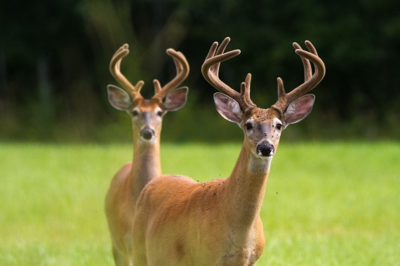 White-tailed Deer bucks CR133 Meadowlands Sax-Zim Bog MN IMG_5023