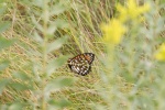 fritillary Regal Fritillary Speyeria idalia butterfly Felton WMA Clay County MN IMG_1381