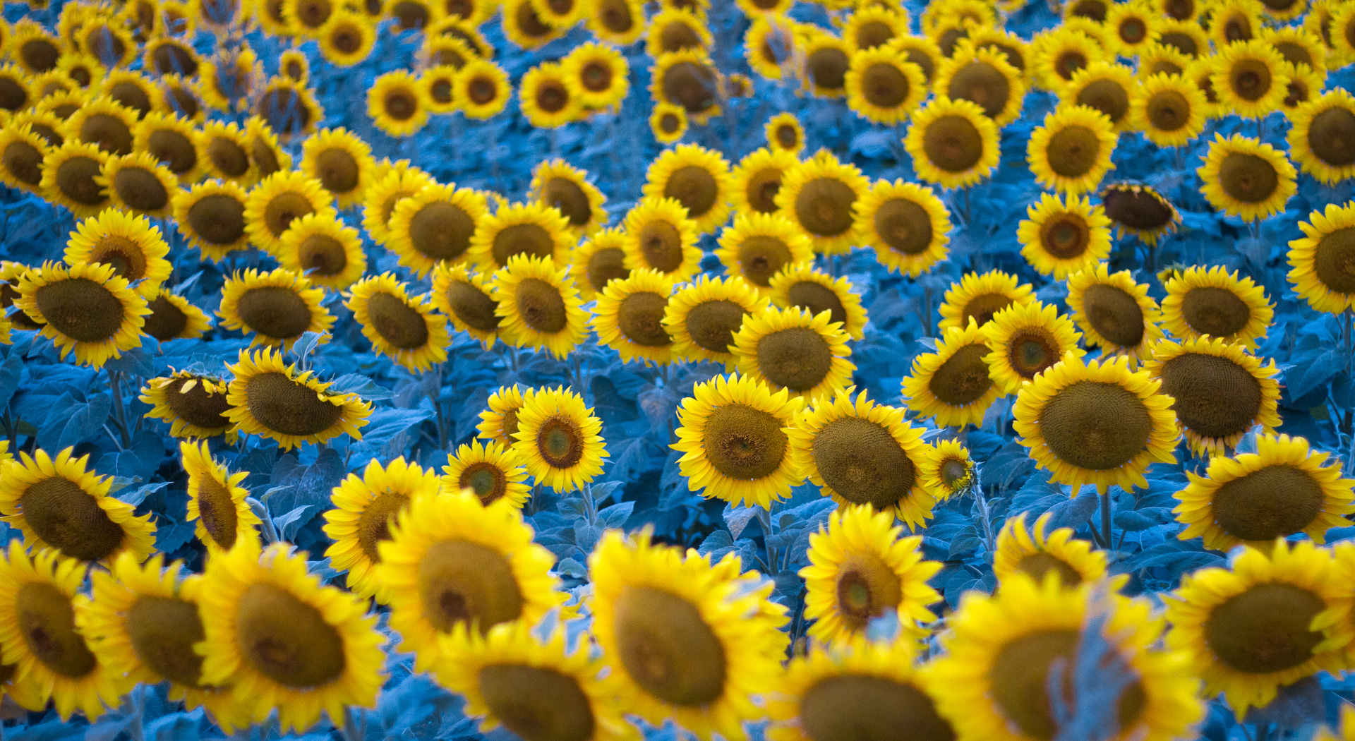sunflowers near Moorhead MN IMG_1038