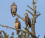 Bald Eagle trio of juveniles immatures in White Pine Hwy 13 Douglas County WIIMG_1446