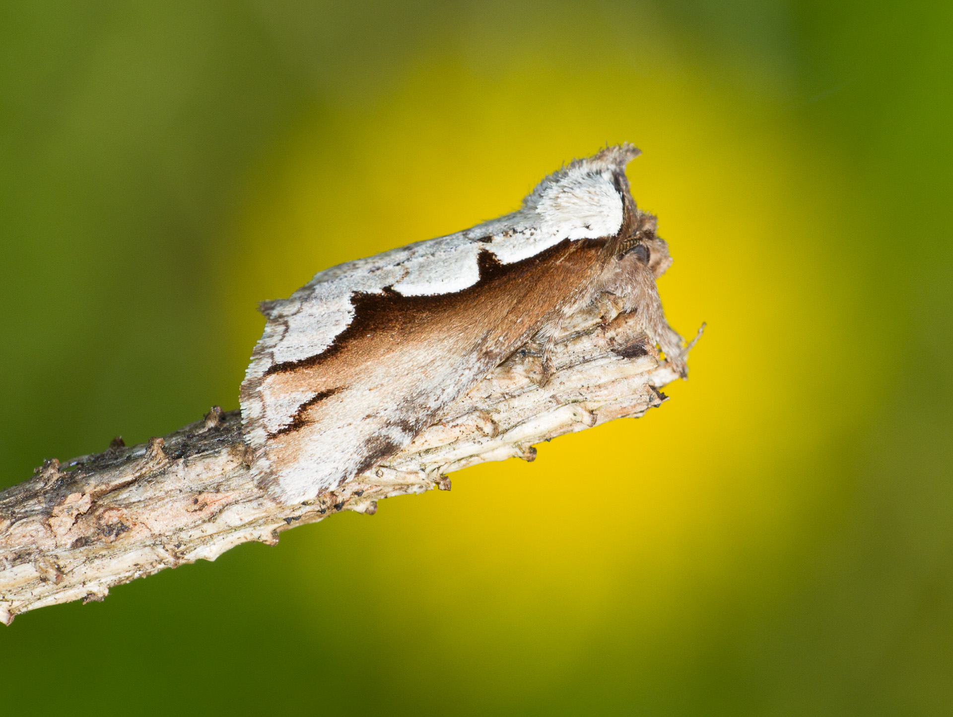 Nerice bidentata Double-toothed Prominent moth 93-0018 7929 Family Notodontidae Skogstjarna Carlton County MNIMG_0291