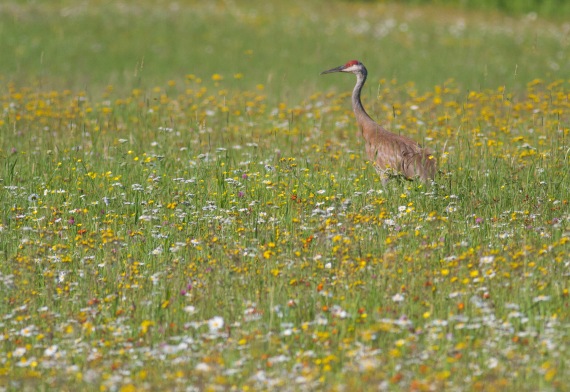 Sandhill Crane with colt in flowers Pine County MNIMG_1063