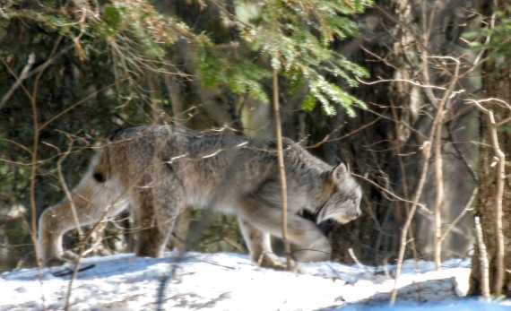 Canada Lynx Lynx canadensis Sawbill Trail near Hogcreek Road Cook County MN P1033207-1